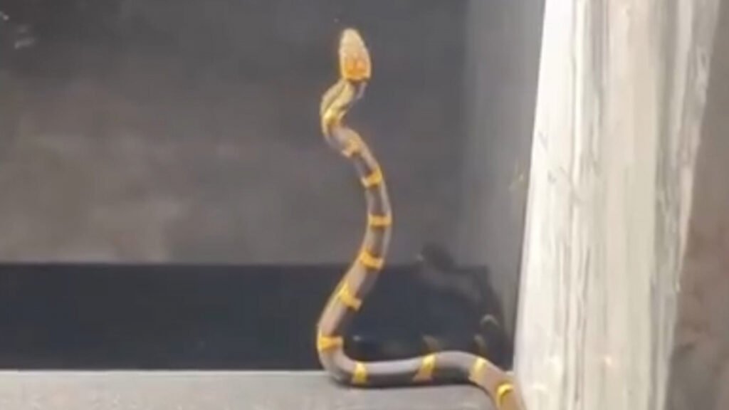 Una serpiente invade la casa del entrenador de Sergio Ramos y Canales: "¡Mira lo larga que es!"