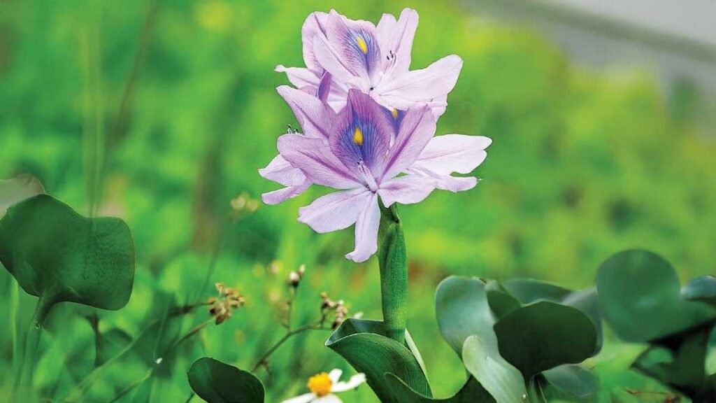 Lirio acuático: belleza, amenaza y peligro latente