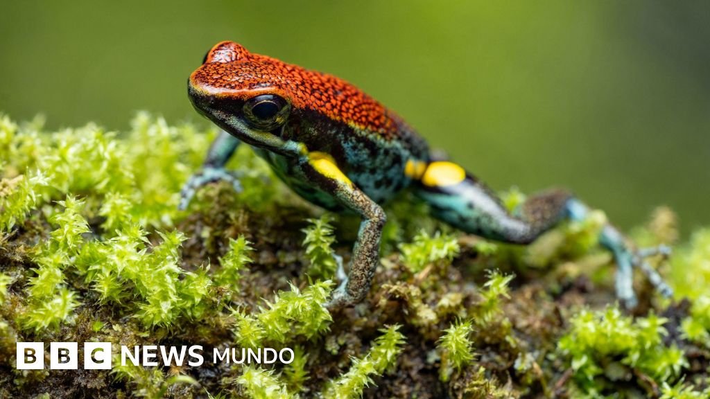 El impacto de la epibatidina, la toxina de la rana dardo ecuatoriana en el caso de Navalny y las acusaciones a Rusia