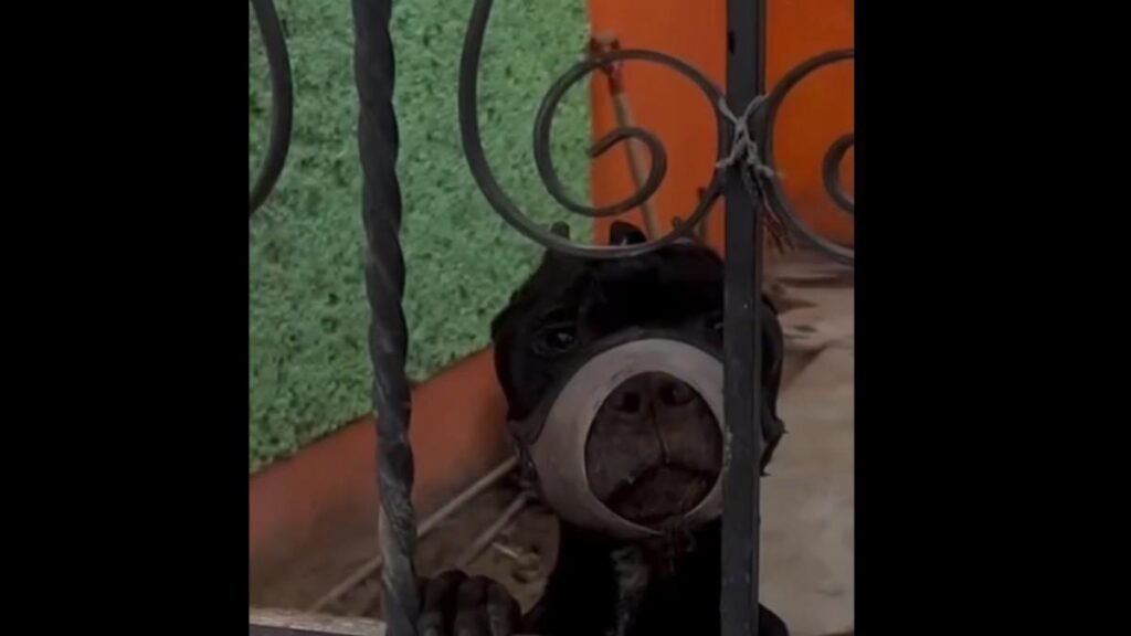 Denuncian abuso animal hacia una perrita: siempre tiene el hocico atado