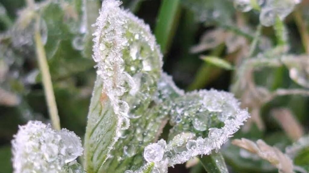 Helada blanca registrada en Perote, Veracruz