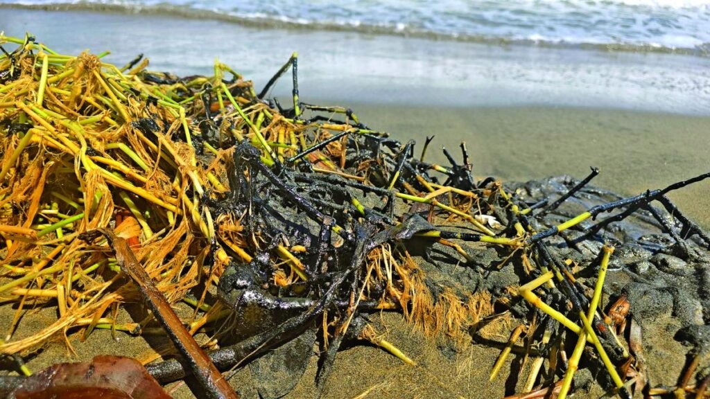 Rocío Nahle desmiente derrame en las playas de Alvarado, aunque reconoce su impacto ambiental