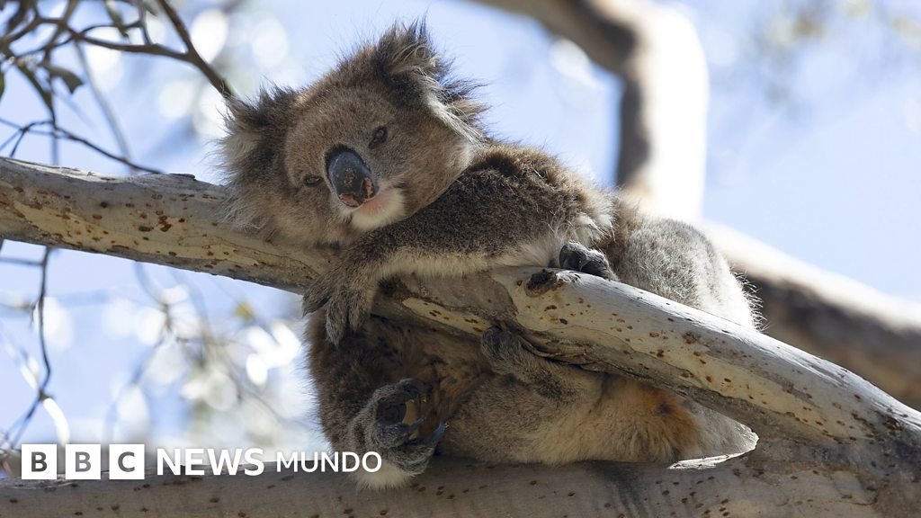 La amenaza de la clamidia para los koalas: la isla que podría ser la salvación