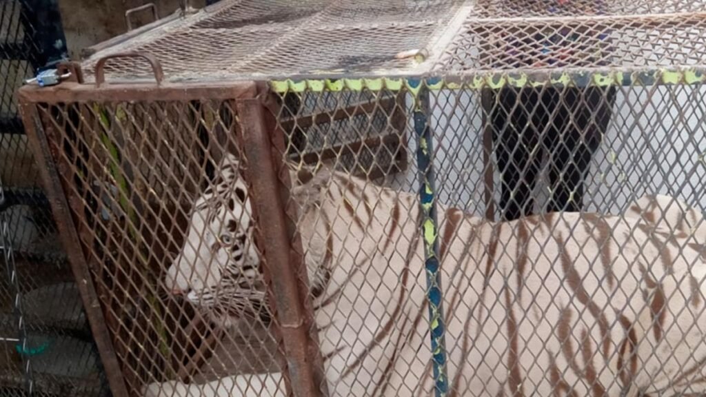 Capturan un tigre de Bengala y un cocodrilo de pantano en un autolavado de Chihuahua