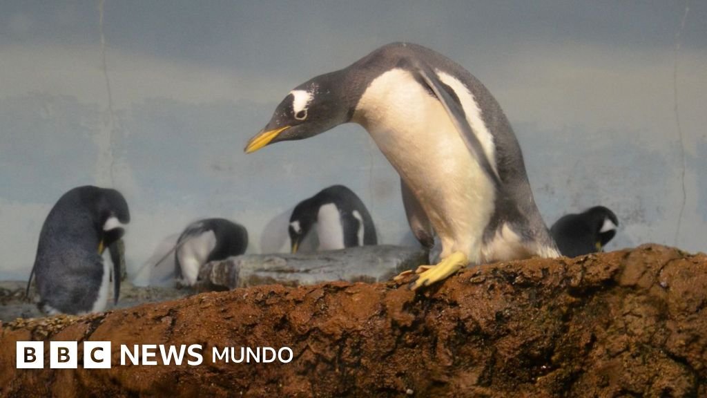 Descubren una nueva especie de pingüino tras más de un siglo sin hallazgos similares
